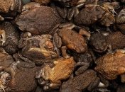 Американский город страдает от нашествия ядовитых жаб (Видео)