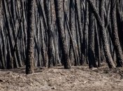 В Тунисе масштабные пожары погубили 2 тысячи гектаров леса