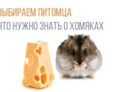 Выбираем питомца ребенку: все, что нужно знать о хомяках