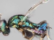 Ученые назвали новый вид ос-паразитов в честь древнеегипетского бога войны