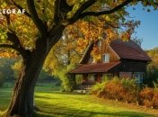 Некоторые деревья приносят удачу и изобилие (изображение создано с помощью ИИ)