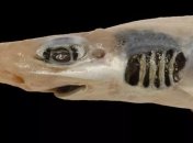 Без зубов и кожи: в Италии поймали акулу, пострадавшую от загрязнения и окисления воды (Фото)