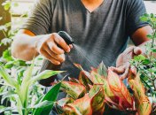 Весной сад требует особого ухода