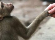 Депутаты хотят запретить фото с обезьянами