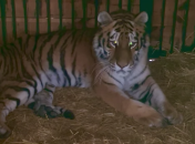 Тигриця перебуває під наглядом фахівців