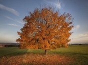 На этой неделе в Украину придет бабье лето