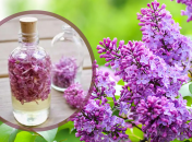 Як приготувати чай з бузку