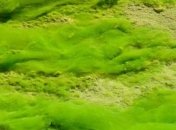 Зеленую водоросль возрастом в один миллиард лет нашли в Китае