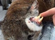 Аномалия в природе: убит лев с растущими с ушей зубами 