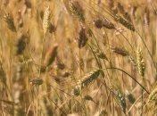 Производство сельской продукции в Украине подорожало