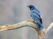 Ученые сделали сенсационное заявление о злопамятности у ворон