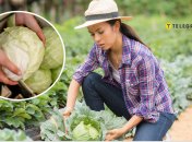 freepik/Телеграф