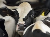 Производство молока в Украине вырастет впервые с 2005 года