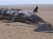 Всемирный фонд дикой природы бьет тревогу из-за мертвого кита