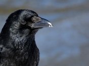 Зефирный эксперимент: Новокаледонские вороны справились с "зефирным тестом"