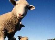 У гірських селах на Закарпатті почалася масова стрижка овець