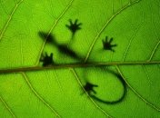 Все оттенки зеленого: волшебные и яркие снимки (Фото) 