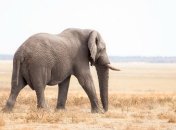 ДНК слонов может помочь ученым лечить рак у людей