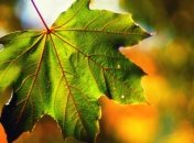 Прогноз погоды в Украине на 6 сентября: тепло и без осадков