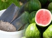 Растения, которые нельзя подкармливать древесной золой