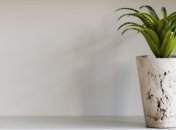 Алоэ - эффективное средство лечения болезней