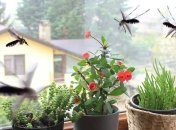 Комарі терпіти не можуть ці запахи