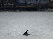 В нью-йоркский пролив Ист-Ривер заплыл дельфин