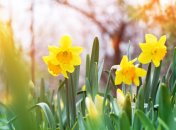 Посадите цветы с осени, и уже весной они порадуют вас нежным цветением