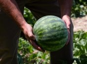 Главные причины, почему арбузы растут мелкие