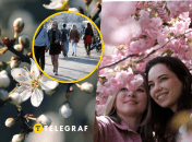 Уже совсем скоро в стране начнут цвести деревья.