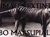 В Австралии показали последние кадры вымершего хищника: редкое видео