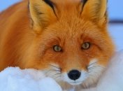 Лиса напала на младенца и откусила палец