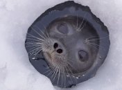 Арктические льды могут исчезнуть к 2040 году, считают ученые США