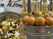 Лесные грибы