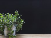 Денежное дерево, или как его еще называют - толстянка