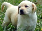 Домашние животные помогут справиться с аллергией