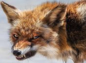 Лисиць дедалі більше у містах. Чим можна від них заразитися та як цього уникнути, розповів експерт