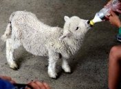 ФОТОпозитив: животные, которых вырастили люди