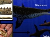 Ученые открыли старейшего ископаемого морского котика