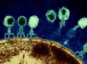 В человеческом организме обнаружили вирус, который поражает бактерии