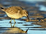 Названа причина массового вымирания птиц