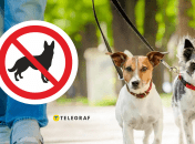 Выгул собак