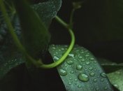 На выборы в Украине жарко и сухо, а с начала недели вновь дожди