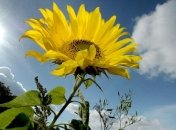 Когда в Украине прекратятся дожди? 