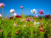 В эти выходные в Украине будет царить летняя погода