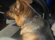 На КПП "Каланчак" собака выявила авто с наркотиками и патронами