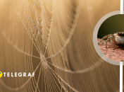 В Україні можна побачити павуків-мігрантів