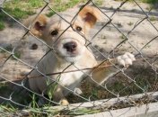 Жители США на карантине разбирают всех животных из приютов