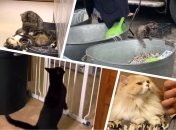 Котики недели