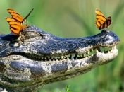 Поймали крокодила, 2 года назад сбежавшего из зоопарка 